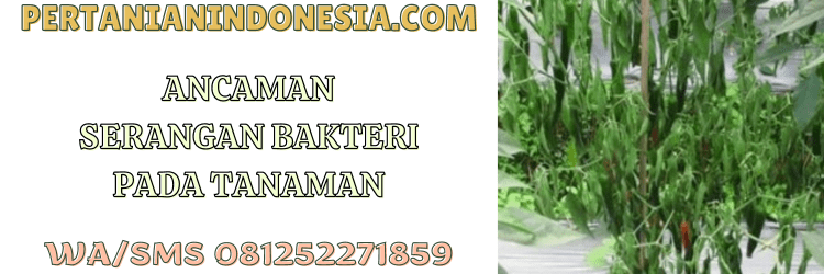 ancaman,serangan,bakteri,tanaman,patogen